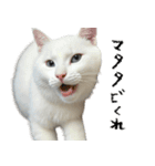 やる気がない怠け猫（個別スタンプ：39）