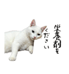 やる気がない怠け猫（個別スタンプ：40）