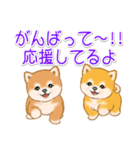 頑張ってる人に送るスタンプ ころころ豆柴（個別スタンプ：15）