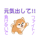 頑張ってる人に送るスタンプ ころころ豆柴（個別スタンプ：16）