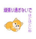 頑張ってる人に送るスタンプ ころころ豆柴（個別スタンプ：19）