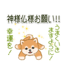 頑張ってる人に送るスタンプ ころころ豆柴（個別スタンプ：23）