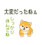 頑張ってる人に送るスタンプ ころころ豆柴（個別スタンプ：27）