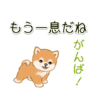頑張ってる人に送るスタンプ ころころ豆柴（個別スタンプ：30）