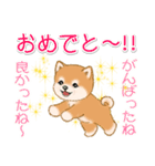 頑張ってる人に送るスタンプ ころころ豆柴（個別スタンプ：36）