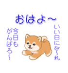 頑張ってる人に送るスタンプ ころころ豆柴（個別スタンプ：38）