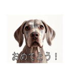 ワイマラナーがいっぱい（個別スタンプ：6）