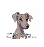 ワイマラナーがいっぱい（個別スタンプ：12）