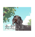 ワイマラナーがいっぱい（個別スタンプ：13）