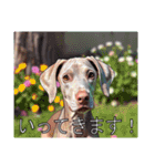 ワイマラナーがいっぱい（個別スタンプ：18）