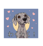 ワイマラナーがいっぱい（個別スタンプ：19）