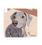 ワイマラナーがいっぱい（個別スタンプ：21）