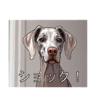 ワイマラナーがいっぱい（個別スタンプ：23）