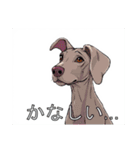 ワイマラナーがいっぱい（個別スタンプ：25）