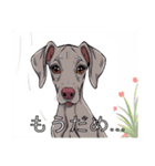 ワイマラナーがいっぱい（個別スタンプ：28）