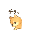 ぽめぽめ日和♪ポメラニアンの気持ち（個別スタンプ：10）