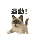 サラリーマンラグドールのお仕事スタンプ！（個別スタンプ：12）