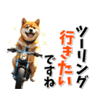 ツーリング♡バイク好き 豆柴 (春夏)（個別スタンプ：1）