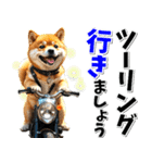 ツーリング♡バイク好き 豆柴 (春夏)（個別スタンプ：3）