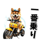 ツーリング♡バイク好き 豆柴 (春夏)（個別スタンプ：16）