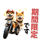 ツーリング♡バイク好き 豆柴 (春夏)（個別スタンプ：29）