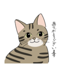 猫の太郎丸とヤマト（個別スタンプ：1）