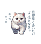 エッホで伝える嫁ねこ【面白い】（個別スタンプ：1）