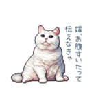 エッホで伝える嫁ねこ【面白い】（個別スタンプ：22）