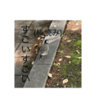 写真の鳩6（個別スタンプ：1）