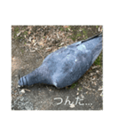 写真の鳩6（個別スタンプ：2）
