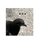 写真の鳩6（個別スタンプ：4）
