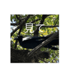 写真の鳩6（個別スタンプ：5）