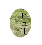 写真の鳩6（個別スタンプ：6）