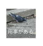 写真の鳩6（個別スタンプ：7）