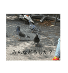 写真の鳩6（個別スタンプ：8）