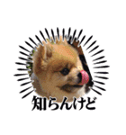 まるたま仲良し。（個別スタンプ：2）