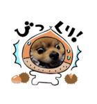 まるたま仲良し。（個別スタンプ：5）