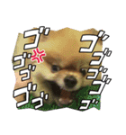 まるたま仲良し。（個別スタンプ：6）