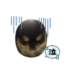 まるたま仲良し。（個別スタンプ：9）