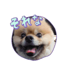 まるたま仲良し。（個別スタンプ：15）