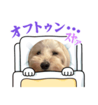 うちのしどくん（個別スタンプ：2）