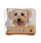 うちのしどくん（個別スタンプ：3）