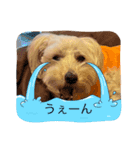 うちのしどくん（個別スタンプ：4）
