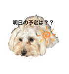 うちのしどくん（個別スタンプ：8）