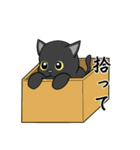 黒猫のフォトジェニック（個別スタンプ：12）