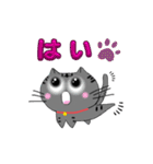 アメショぽんずSP（個別スタンプ：9）