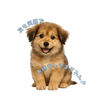 できる不動産営業犬 琥珀（個別スタンプ：1）