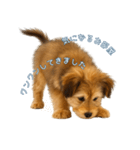 できる不動産営業犬 琥珀（個別スタンプ：2）