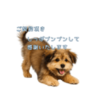 できる不動産営業犬 琥珀（個別スタンプ：3）
