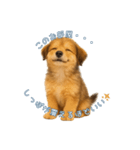 できる不動産営業犬 琥珀（個別スタンプ：4）
